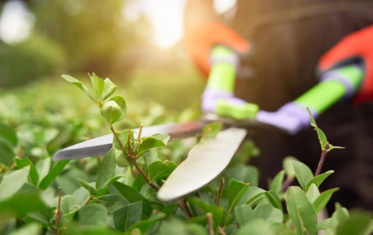 Técnico en mantenimiento de jardines
