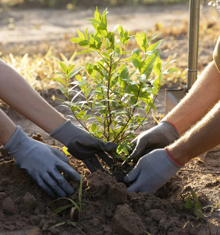 Reforestación y recuperación ambiental